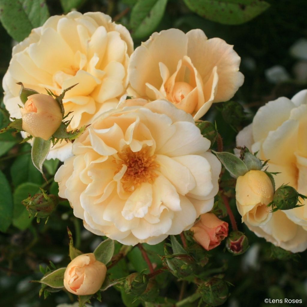 Rosier arbustif Machera