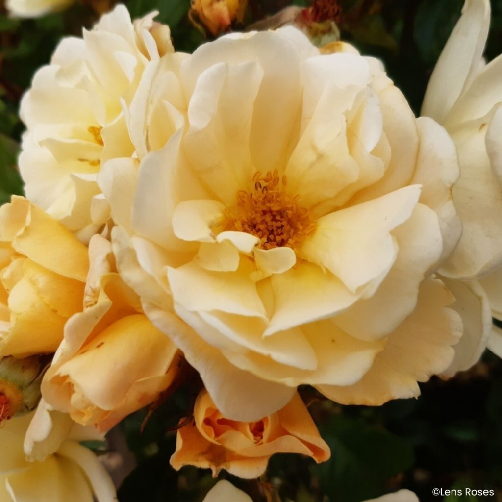 Rosier arbustif Machera