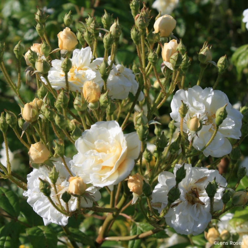 Rosier arbustif Machera