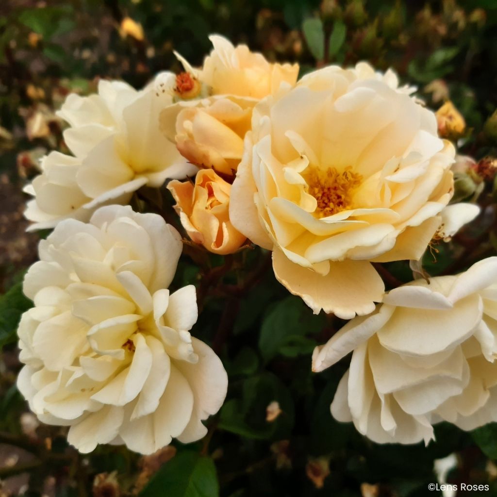 Rosier arbustif Machera