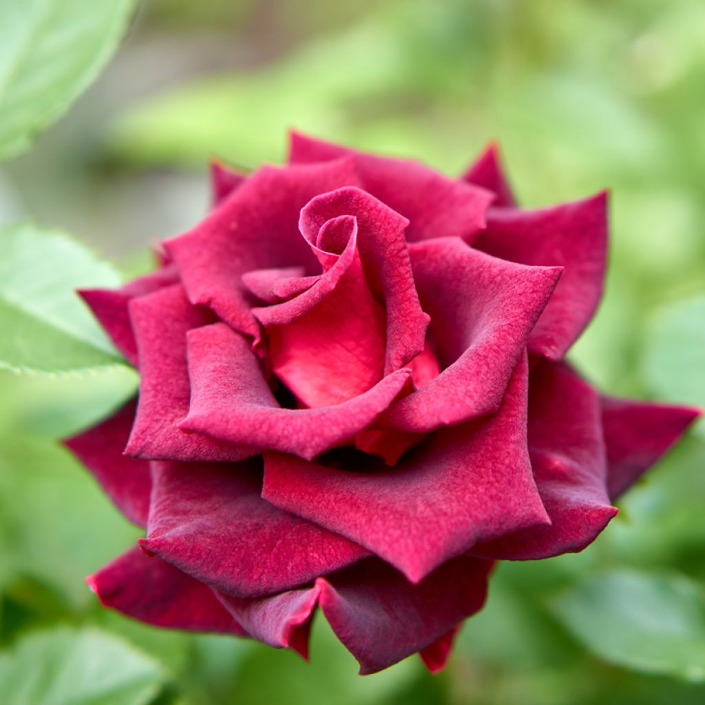 Rosier à grandes fleurs Black Baccara
