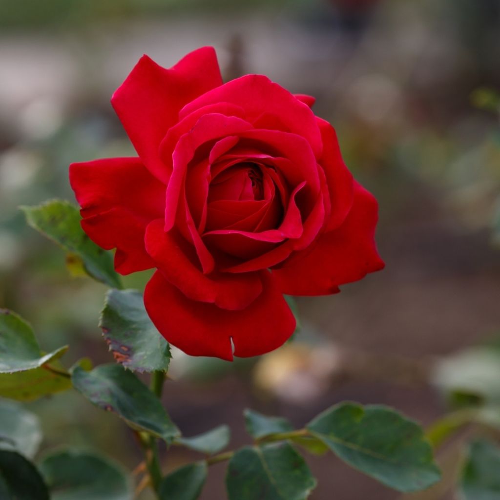 Rosier à grandes fleurs Dame de Coeur