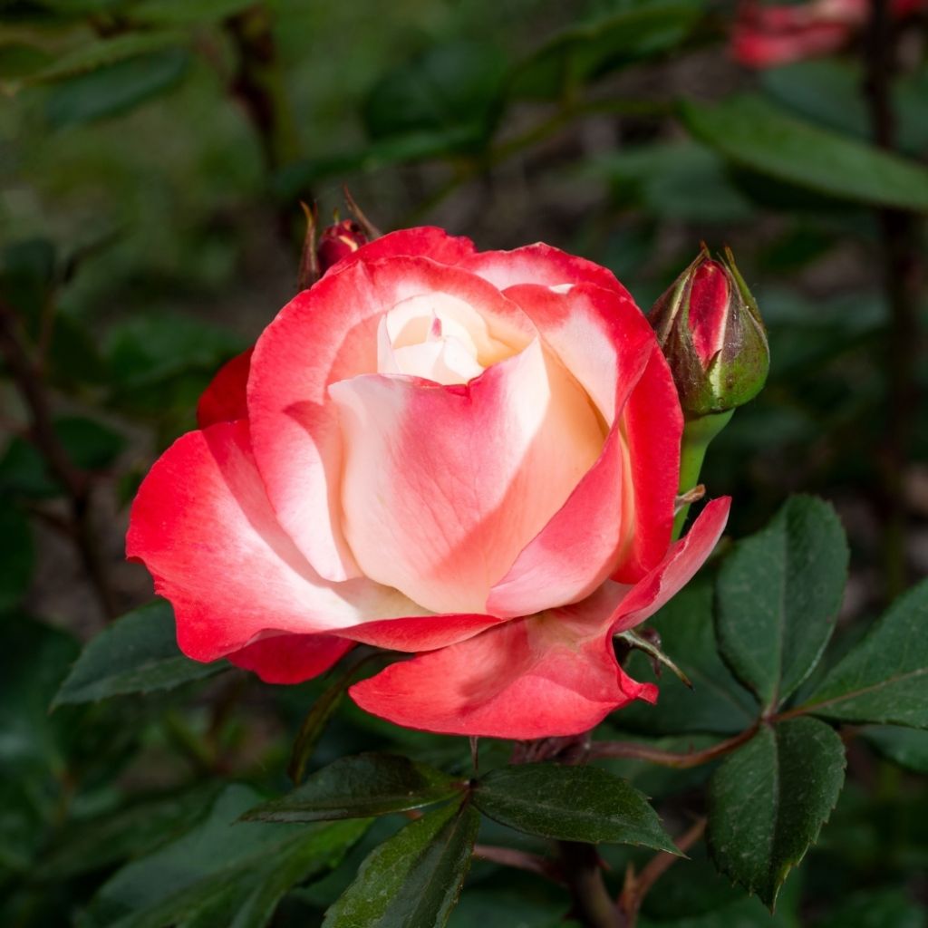 Rosier à grandes fleurs Nostalgie
