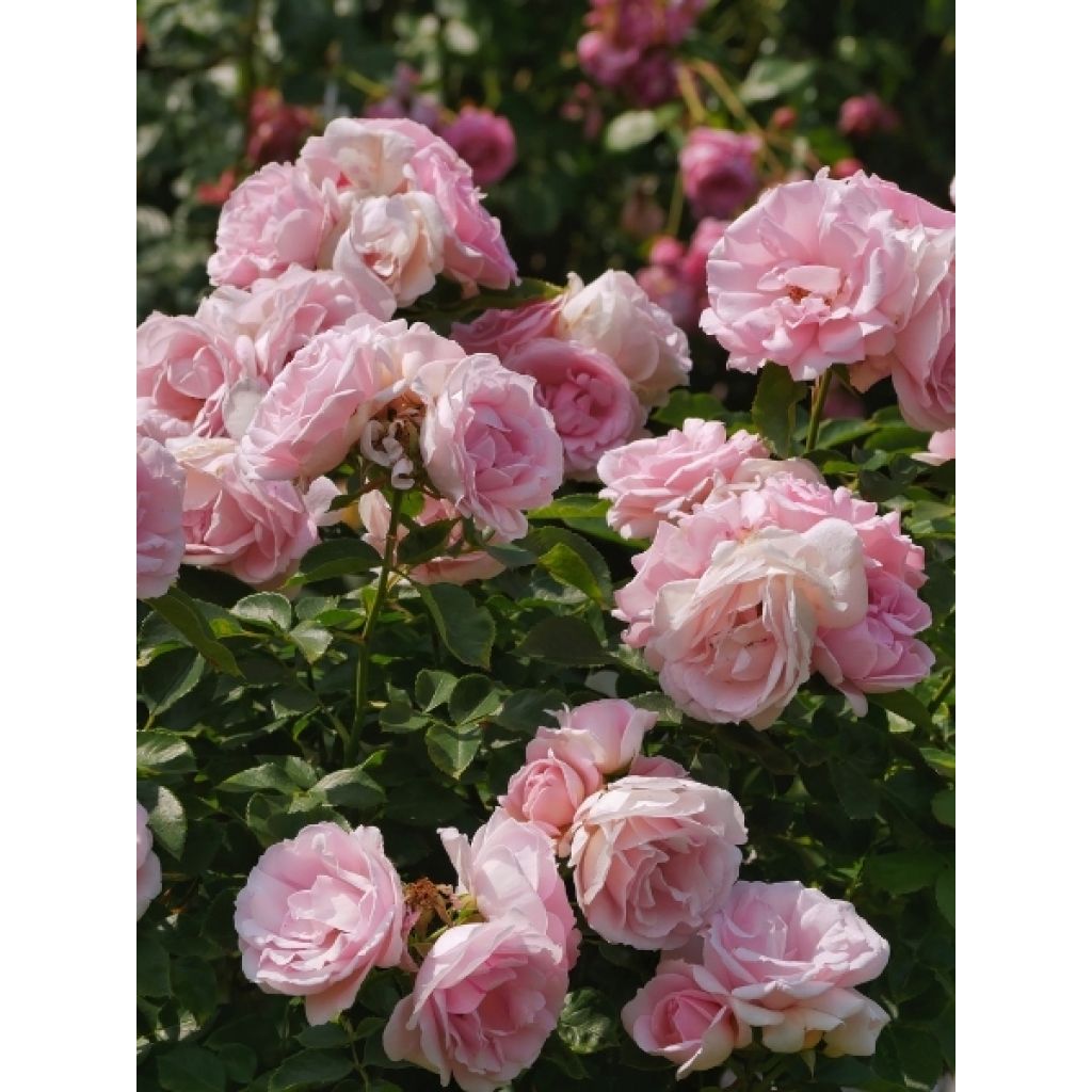 Rosier de Damas - Rosa (x) damascena