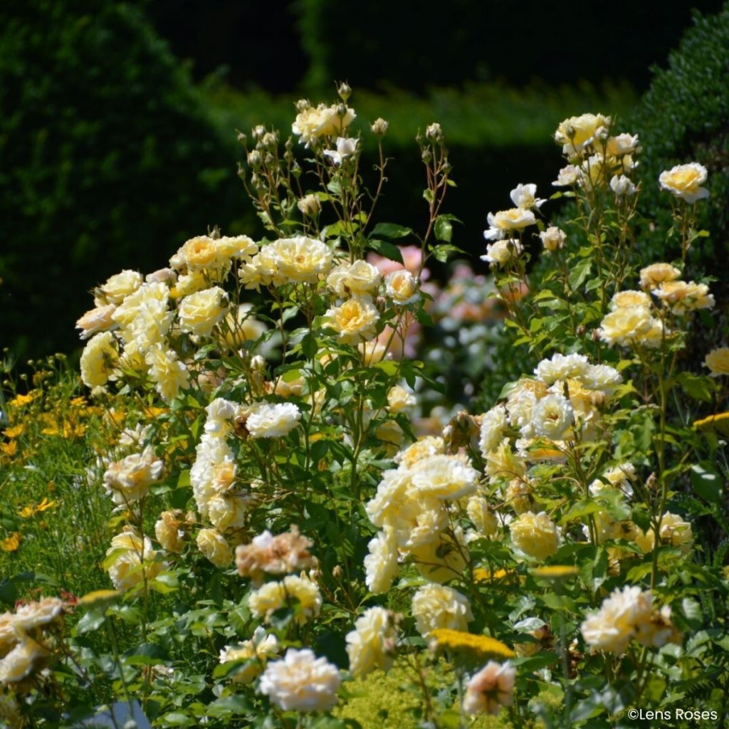 Rosier à fleurs groupées Lady in Gold
