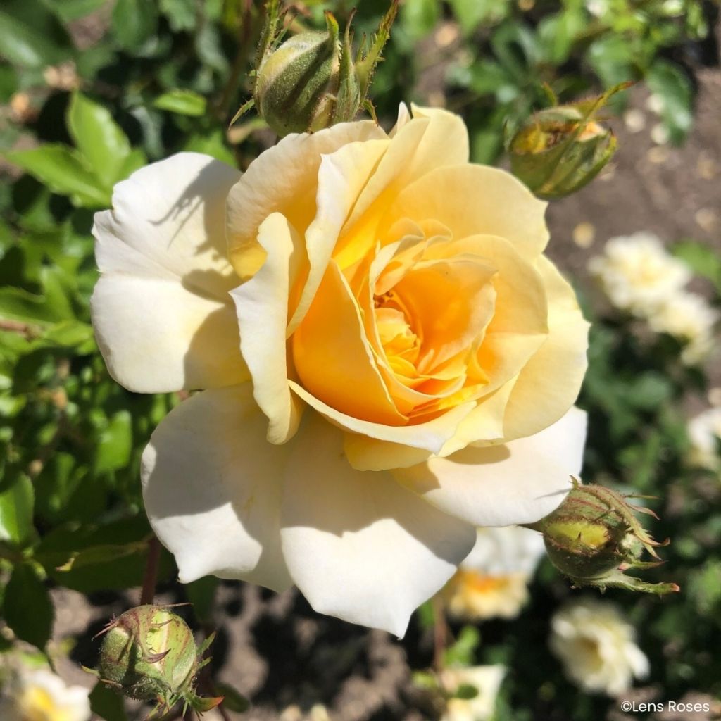 Rosier à fleurs groupées Lady in Gold