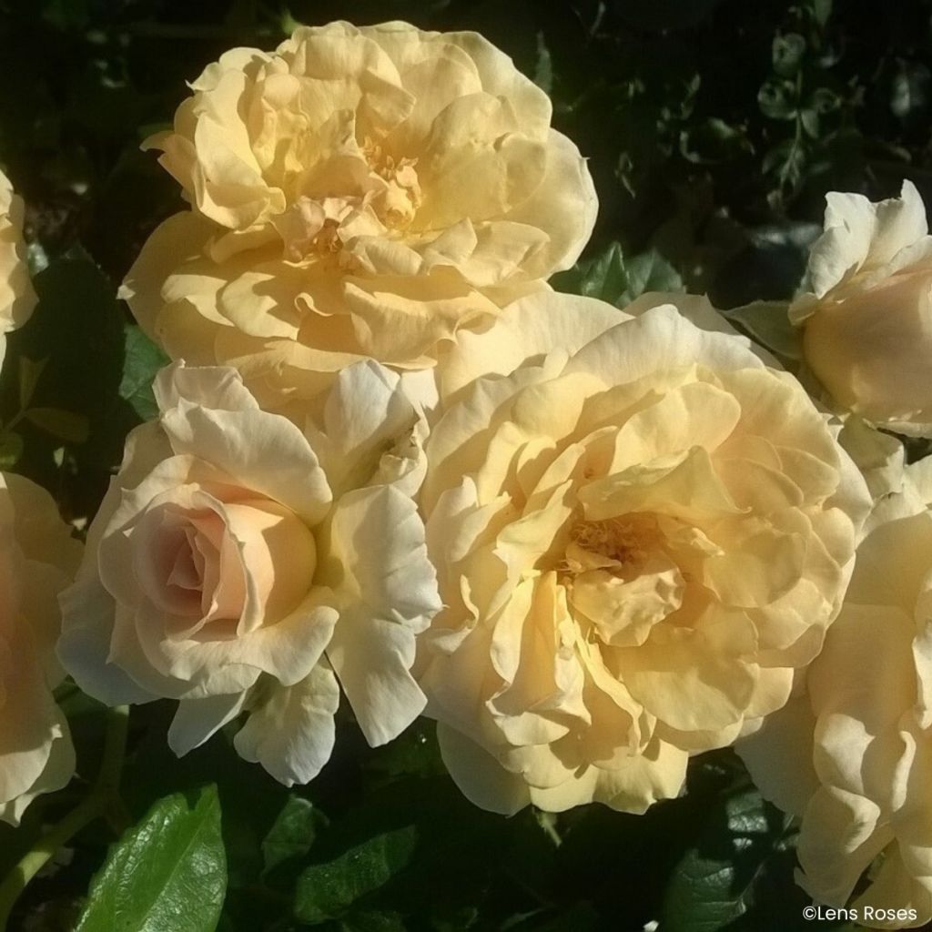 Rosier à fleurs groupées Lady in Gold