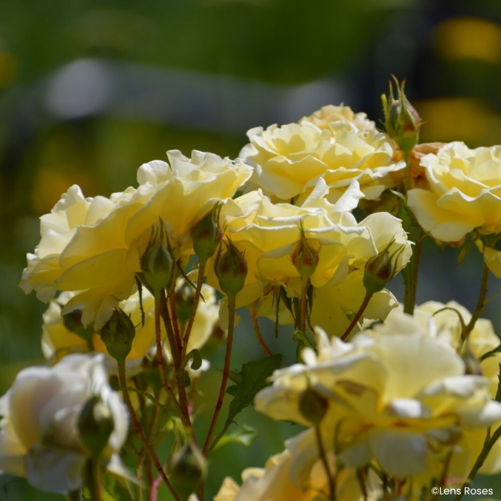 Rosier à fleurs groupées Lady in Gold