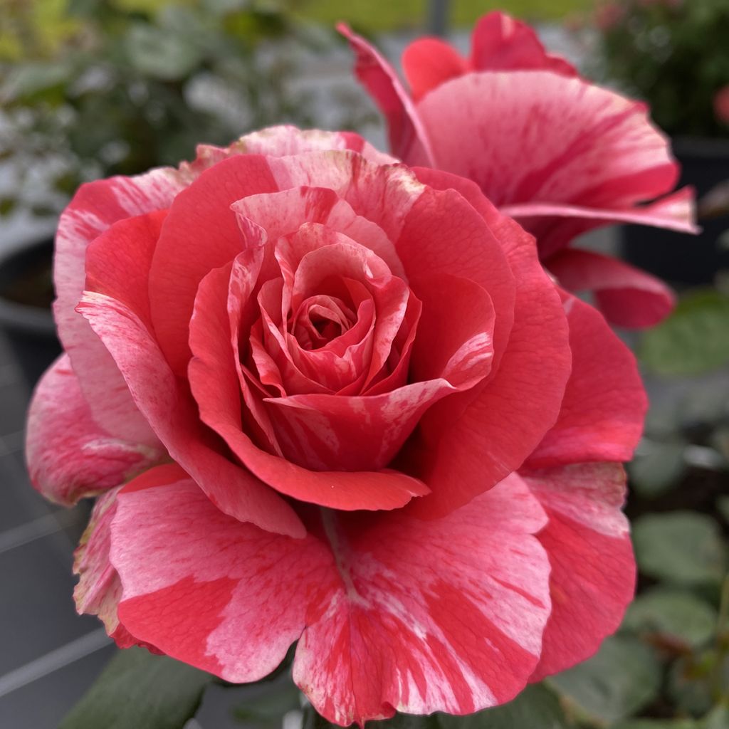 Rosier à fleurs groupées Pleiade