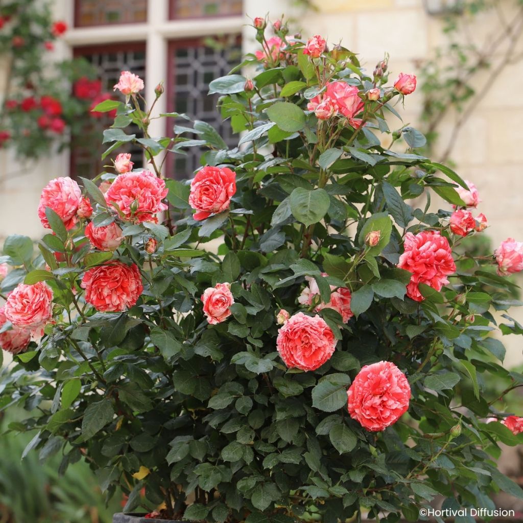 Rosier à fleurs groupées Scentimental Coral