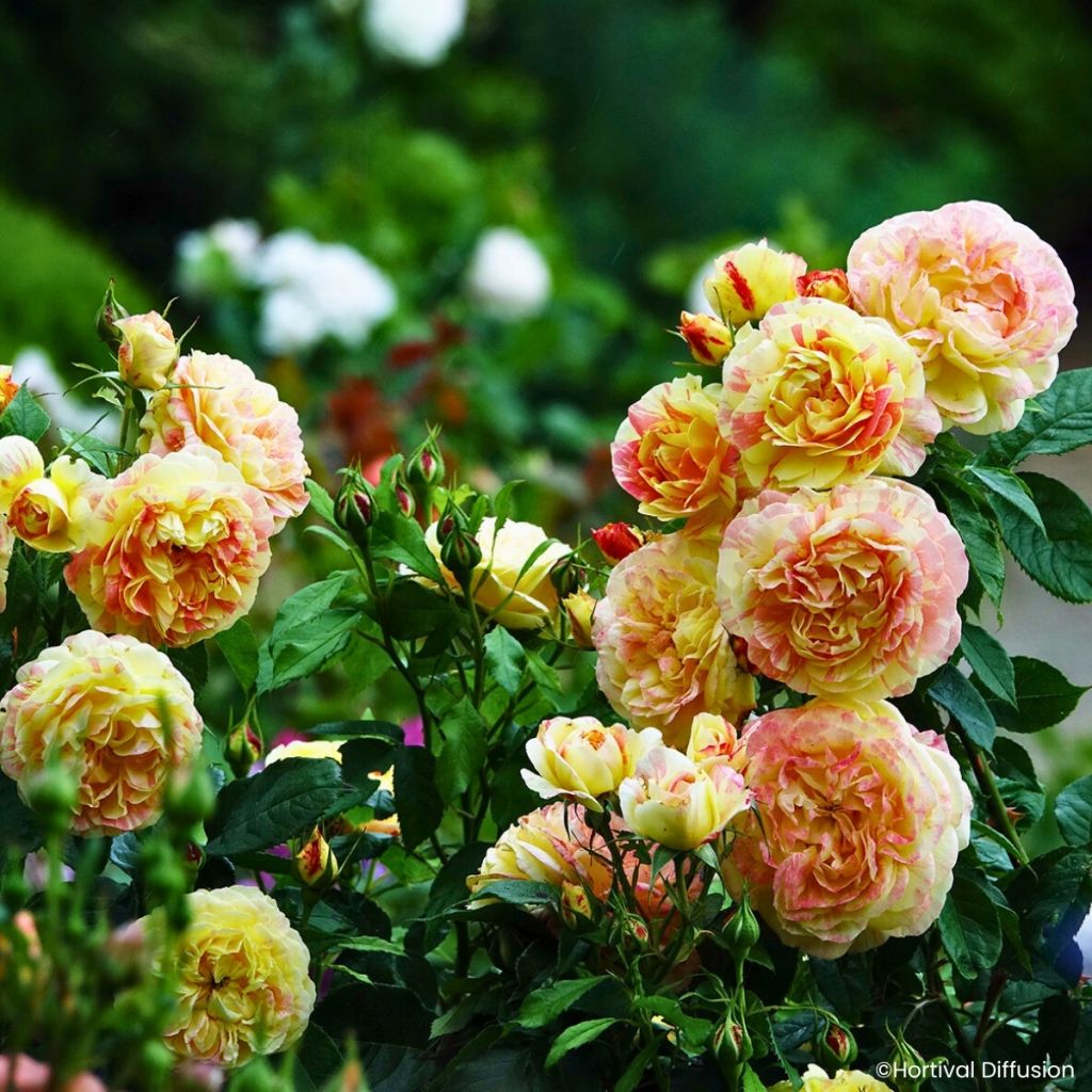 Rosier à fleurs groupées Scentimental Vanille
