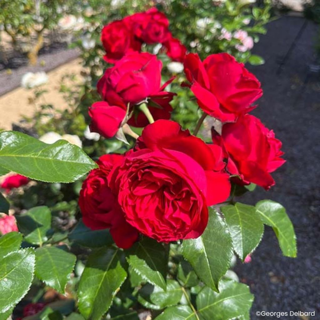 Rosier à fleurs groupées Société Nationale d’Horticulture de France