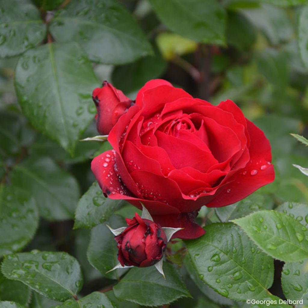 Rosier à fleurs groupées Société Nationale d’Horticulture de France