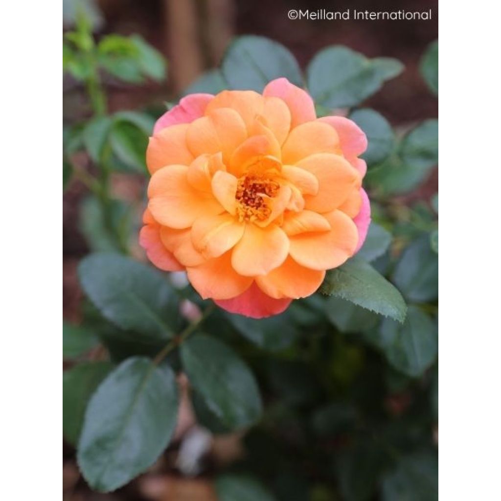 Rosier à fleurs groupées Sugar Candy Rose