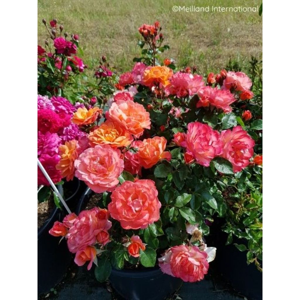 Rosier à fleurs groupées Sugar Candy Rose