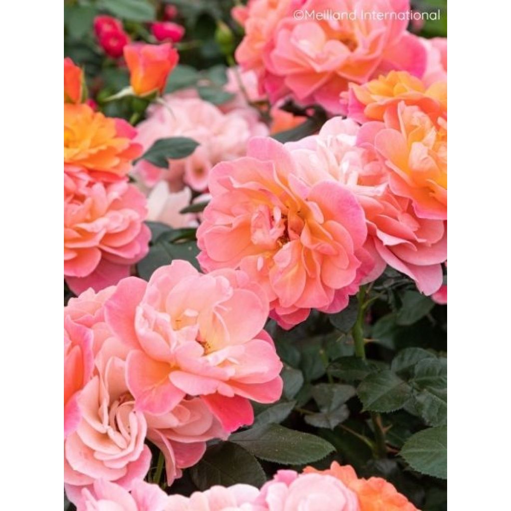 Rosier à fleurs groupées Sugar Candy Rose