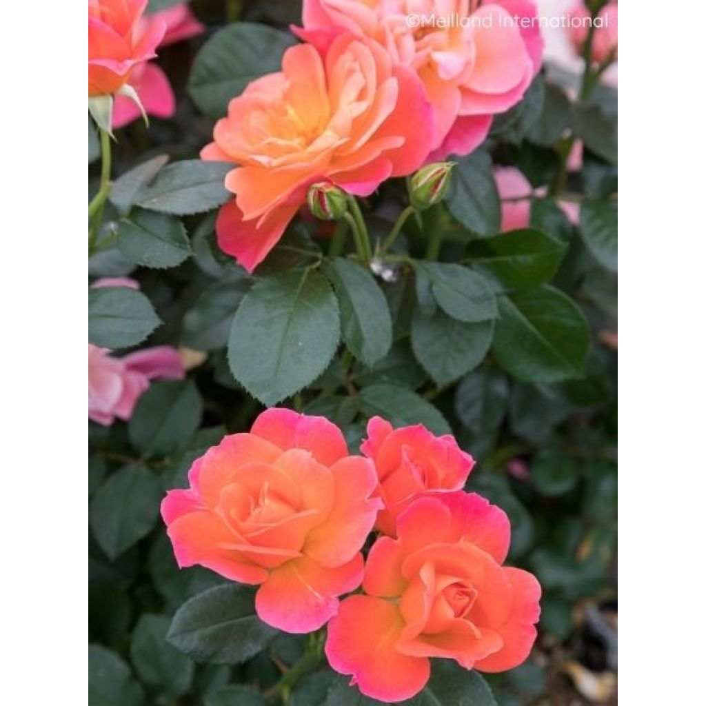 Rosier à fleurs groupées Sugar Candy Rose