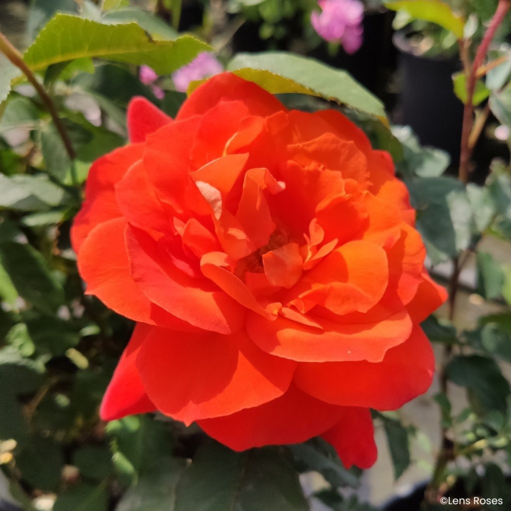 Rosier à fleurs groupées Super Trouper