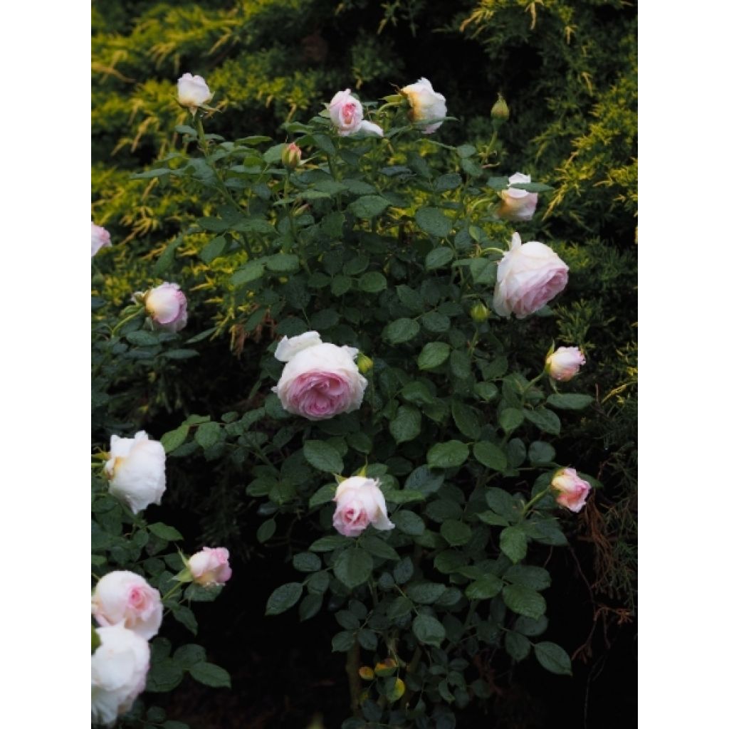 Rosier à grandes fleurs Camille Claudel