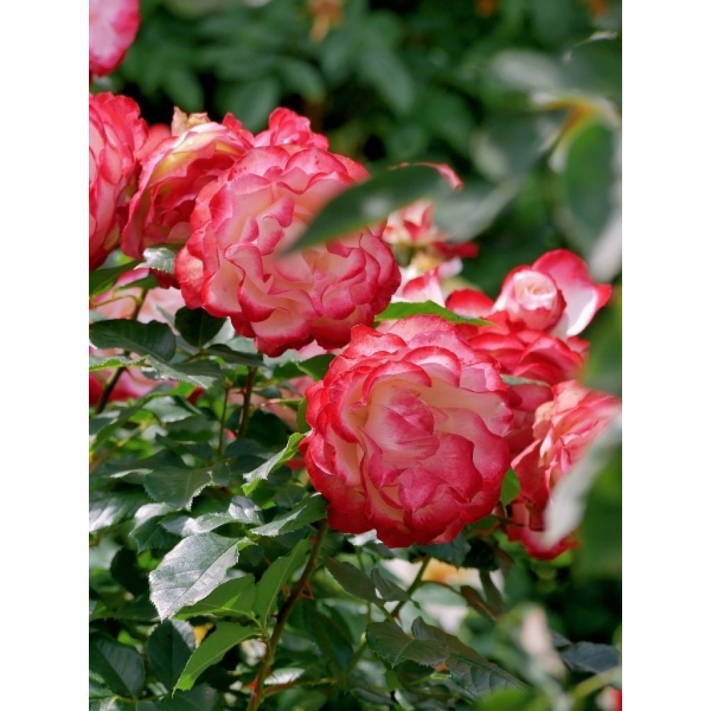 Rosier à grandes fleurs Double Delight