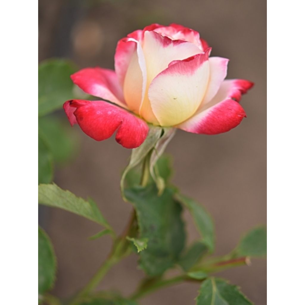 Rosier à grandes fleurs Double Delight