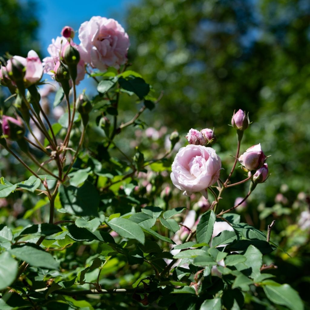 Rosier grimpant Blush Noisette