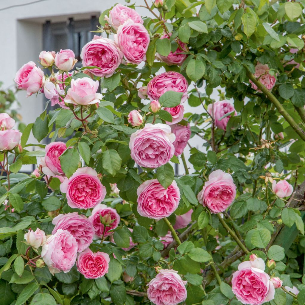 Rosier grimpant Mini Pierre de Ronsard - Mini Eden Rose