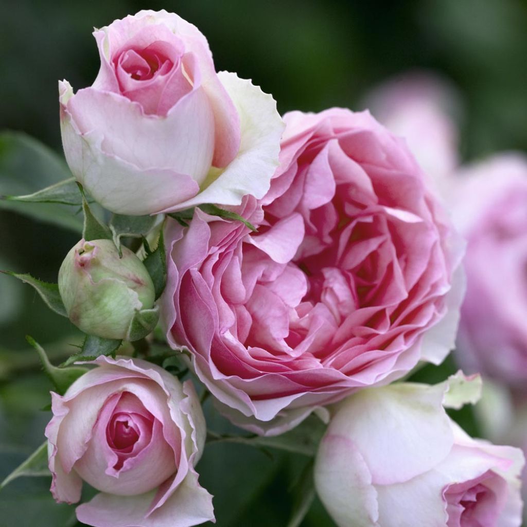 Rosier grimpant Mini Pierre de Ronsard - Mini Eden Rose