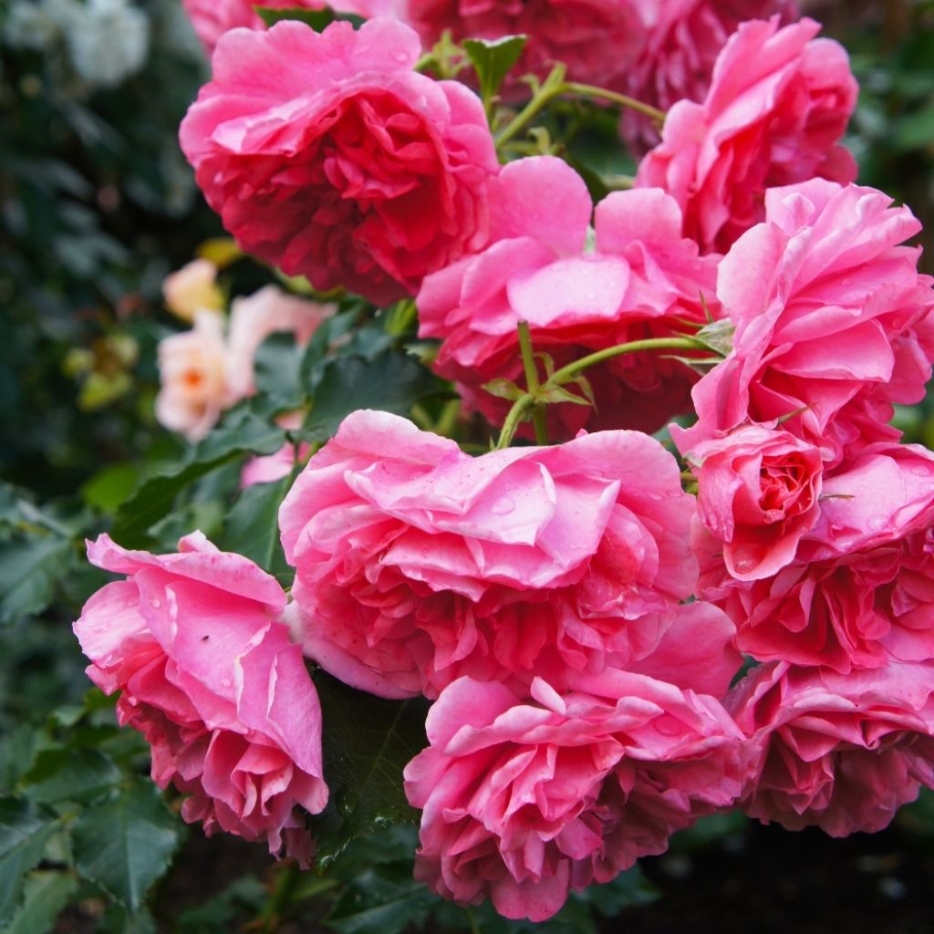 Rosier grimpant Pink Cloud