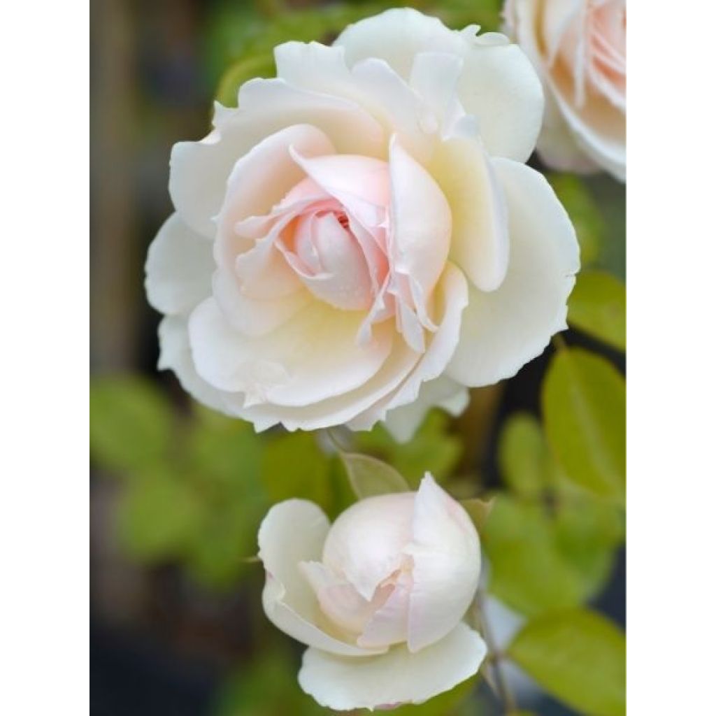 Rosier grimpant Palais Royal 