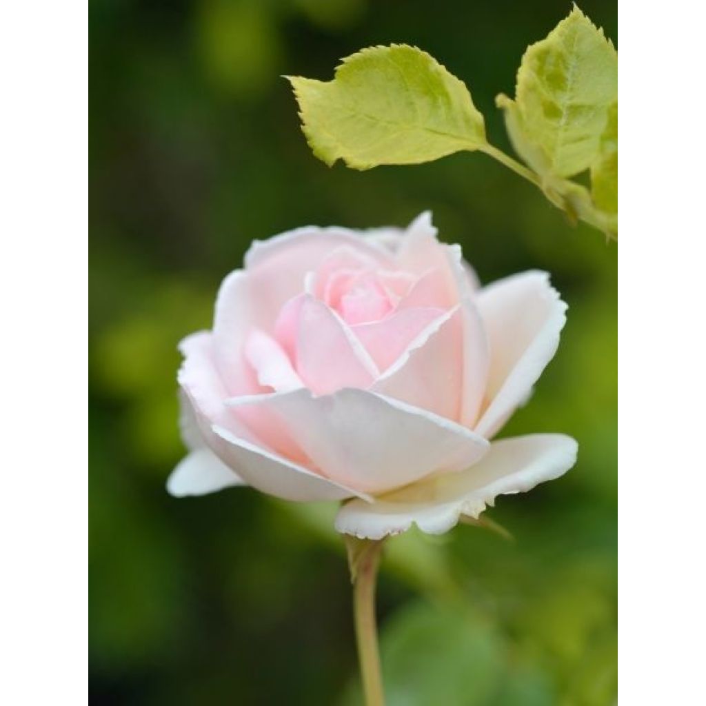 Rosier grimpant Palais Royal 