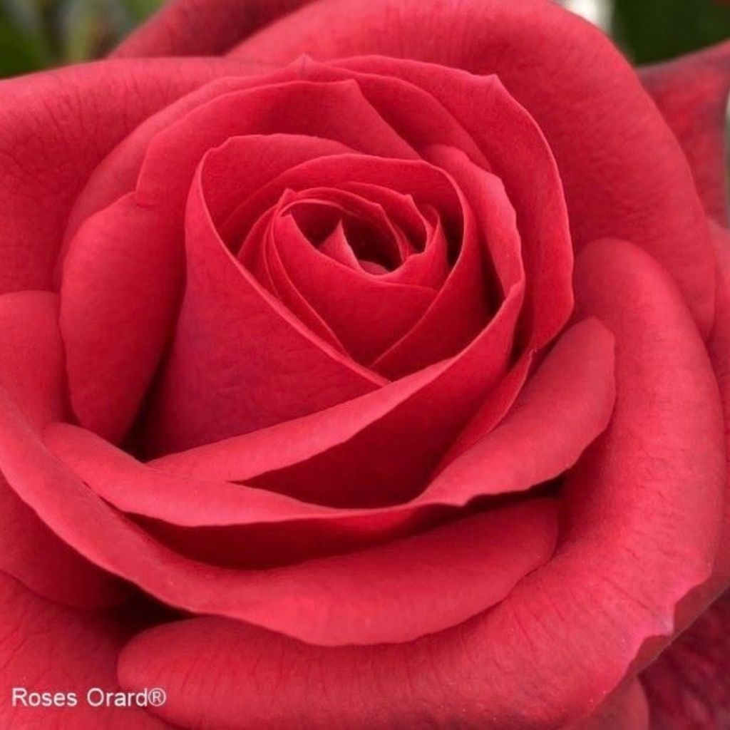 Rosier grimpant Tchic-Tchac