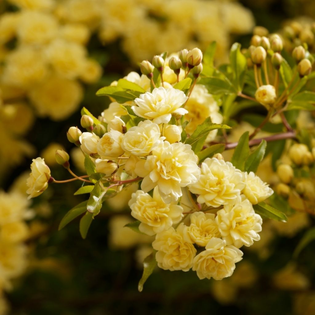 Rosier de Banks Lutea - Rosa banksiae