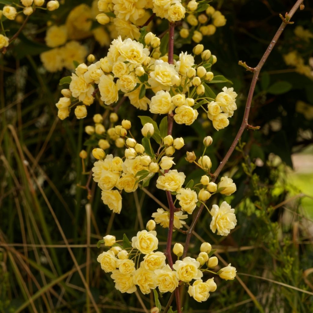 Rosier de Banks Lutea - Rosa banksiae