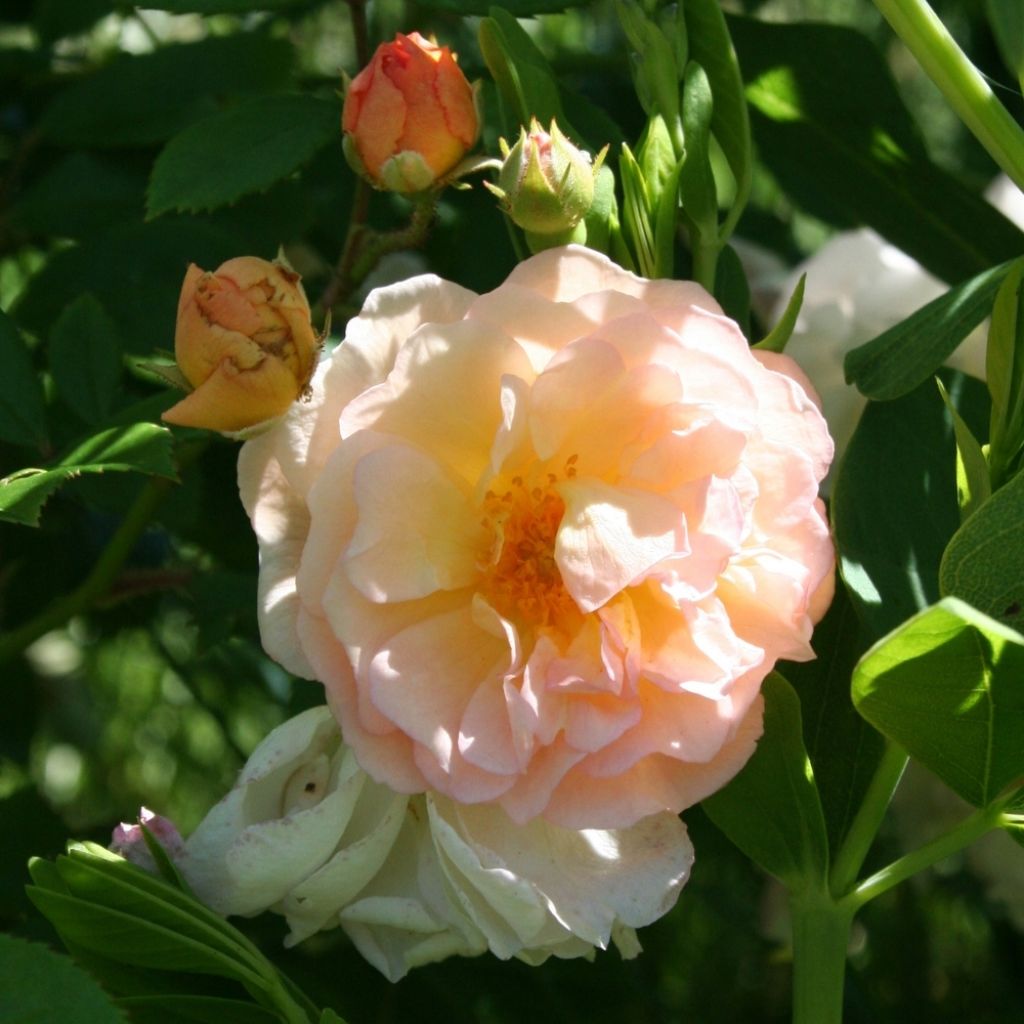 Rosier ancien Ghislaine de Féligonde