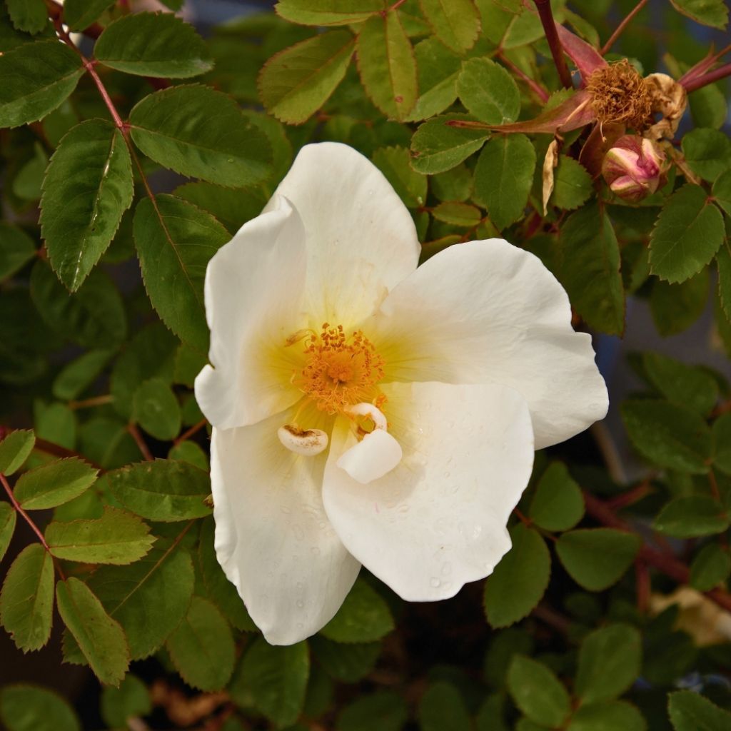 Rosier grimpant Mermaid