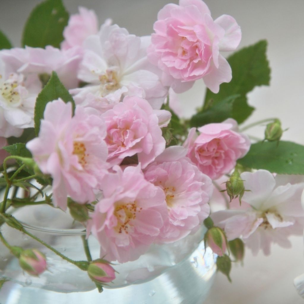 Rosier liane Paul's Himalayan Musk