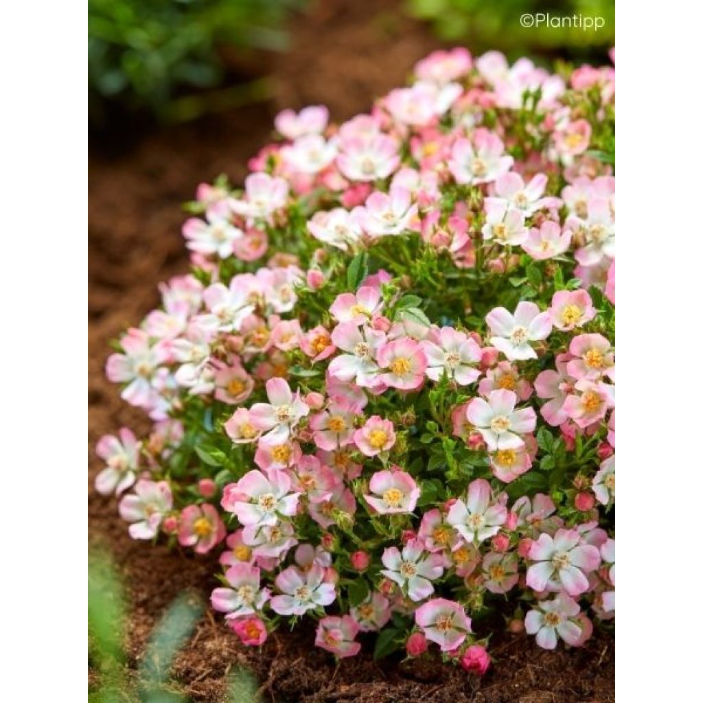 Rosier miniature Cutie Pie