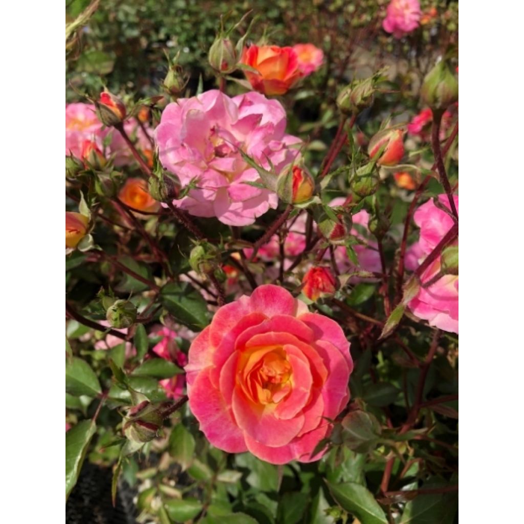 Rosier nain Bordure Camaïeu