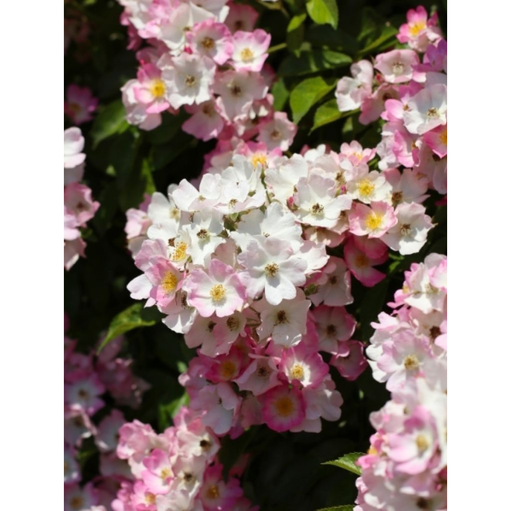 Rosier tige Ballerina 