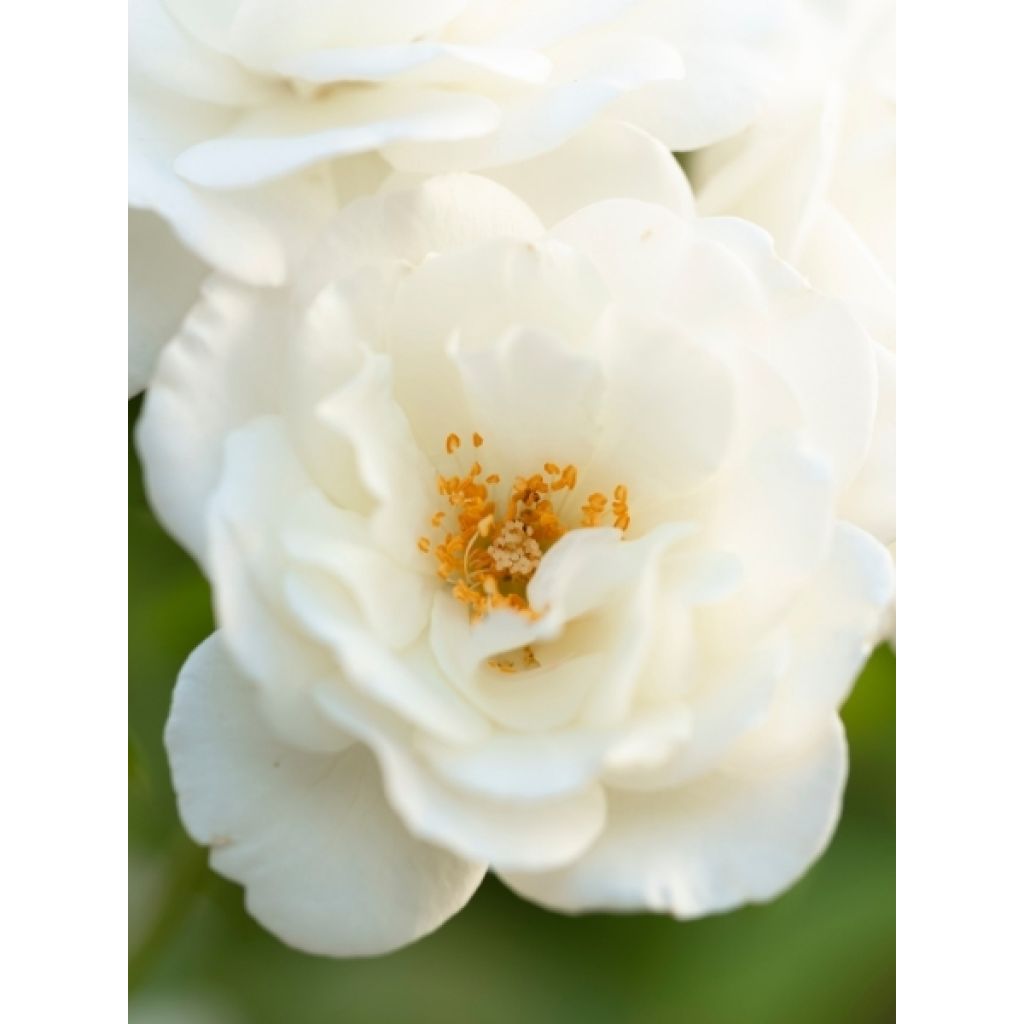 Rosier tige Decorosier Opalia