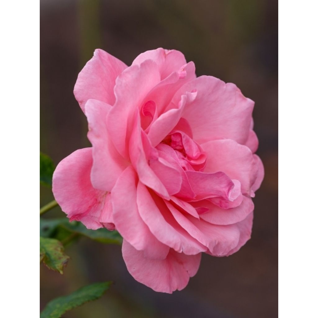 Rosier tige Queen Elisabeth