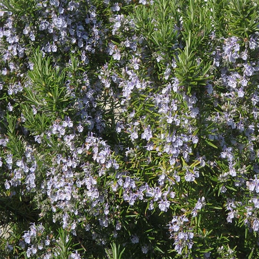 Romarin officinal Bio - Rosmarinus officinalis en plants Bio