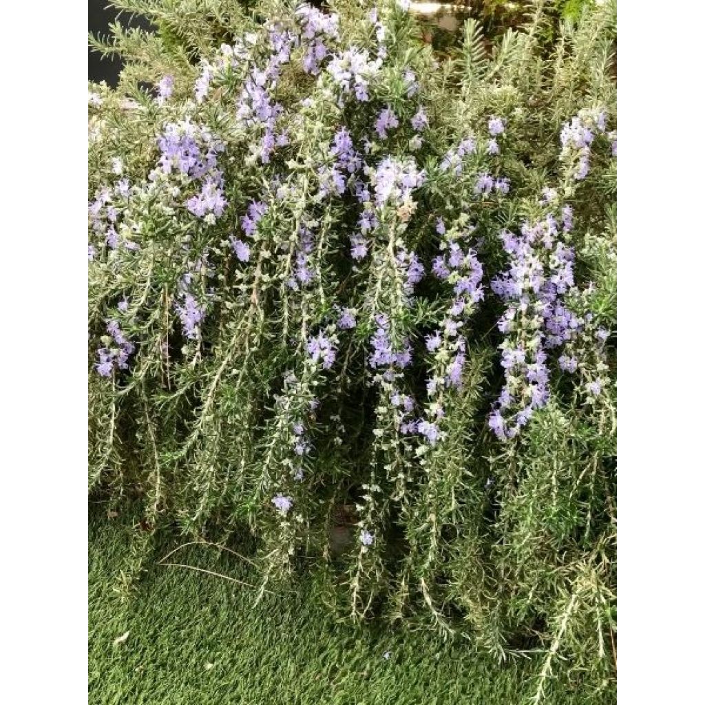 Rosmarinus officinalis Blue Cascade - Romarin retombant