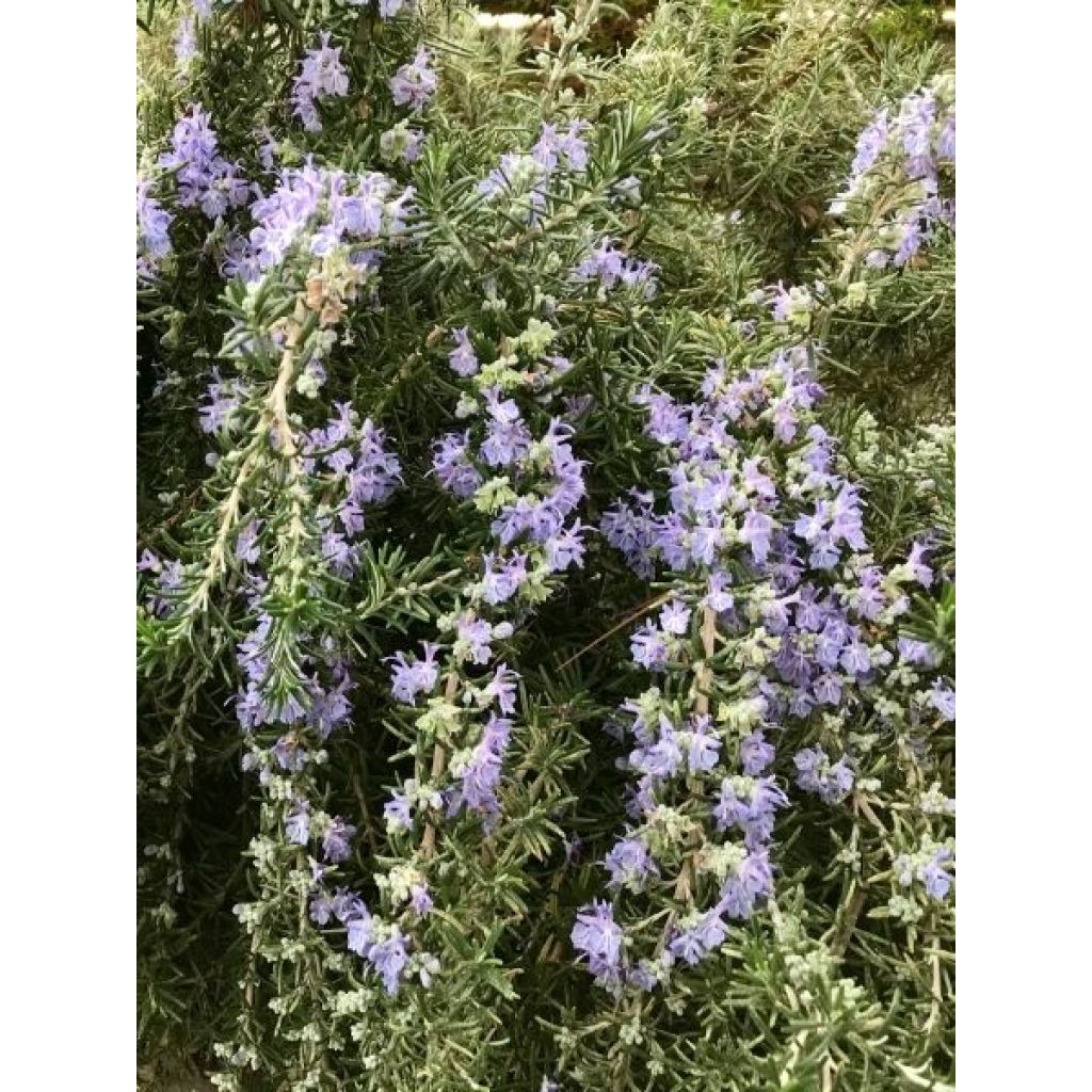 Rosmarinus officinalis Blue Cascade - Romarin retombant