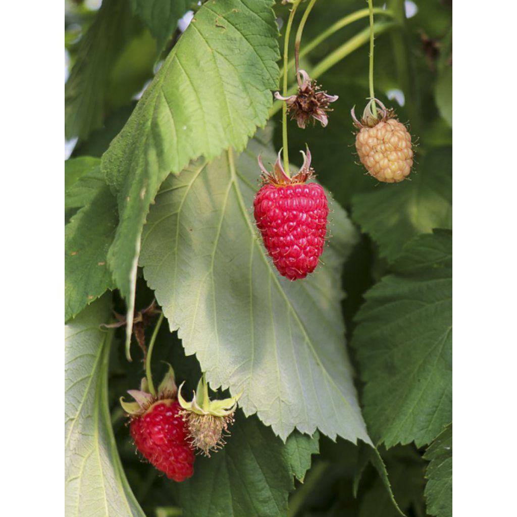 Framboisier Twotimer Allyouneed - Rubus idaeus (remontant)