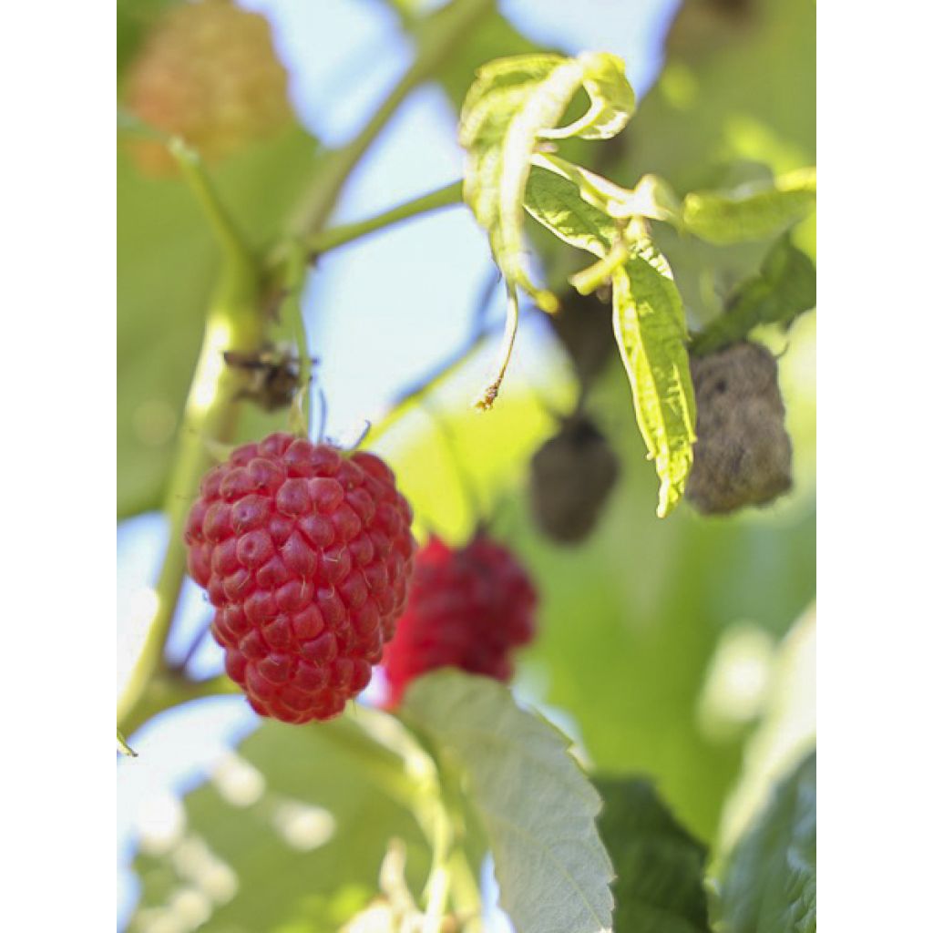 Framboisier Twotimer Allyouneed - Rubus idaeus (remontant)