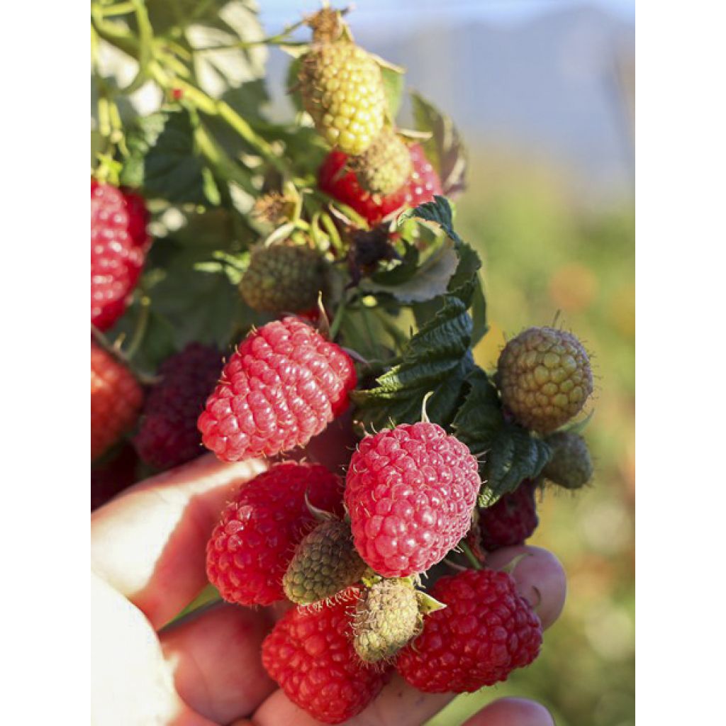 Framboisier Twotimer Allyouneed - Rubus idaeus (remontant)
