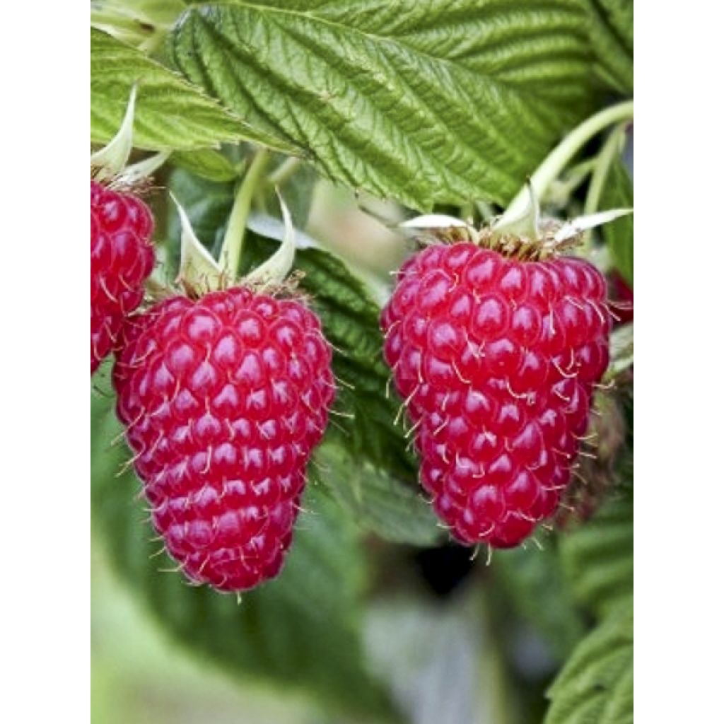 Framboisier Primeberry Autumn Happy - Rubus idaeus 