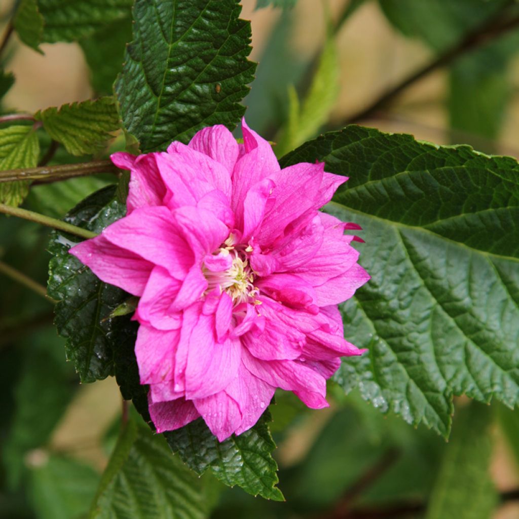 Rubus spectabilis Olympic Double (Flore Pleno) - Ronce d'ornement